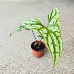 Cercestis Mirabilis - obrazek 3