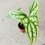 Cercestis Mirabilis - obrazek 2