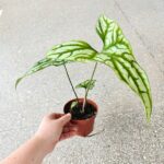 Cercestis Mirabilis - obrazek 6