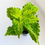 Koleus / Coleus River Walk - obrazek 2