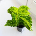 Koleus / Coleus River Walk - obrazek 4