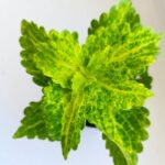 Koleus / Coleus River Walk - obrazek 3