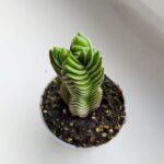 Crassula Buddhas Temple don. 6 - obrazek 2