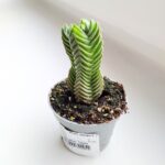 Crassula Buddhas Temple don. 6 - obrazek 3