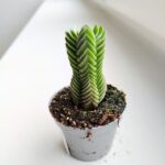 Crassula Buddhas Temple don. 6 - obrazek 5