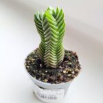 Crassula Buddhas Temple don. 6