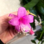 Disocactus quetzaltecus - wiszący kwitnący sukulent XXL - obrazek 9