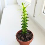 Euphorbia Lactea Variegata