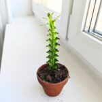 Euphorbia Lactea Variegata - obrazek 5