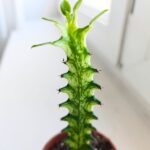 Euphorbia Lactea Variegata - obrazek 4