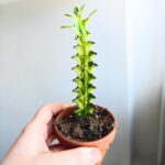 Euphorbia Lactea Variegata - obrazek 3
