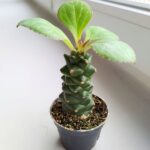 Euphorbia ritchiei - obrazek 5