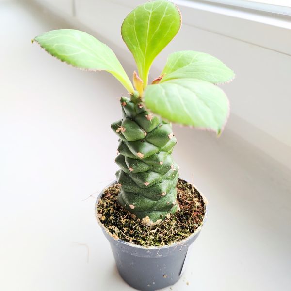 euphorbia ritchiei (2) Euphorbia ritchiei - obrazek 1