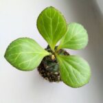 Euphorbia ritchiei - obrazek 2