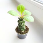 Euphorbia ritchiei - obrazek 12
