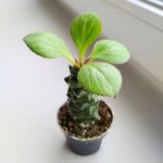 Euphorbia ritchiei - obrazek 11