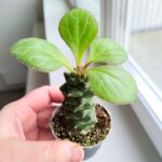 Euphorbia ritchiei - obrazek 4