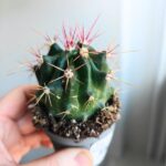 Ferocactus rectispinus - obrazek 2
