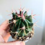 Ferocactus rectispinus