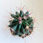 Ferocactus rectispinus - obrazek 4