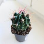 Ferocactus rectispinus - obrazek 3