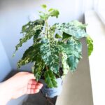 Ficus / Fikus Snowstorm r.M