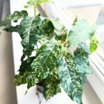 Ficus / Fikus Snowstorm r.M - obrazek 8