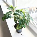 Ficus / Fikus Snowstorm r.M - obrazek 7