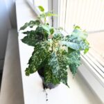 Ficus / Fikus Snowstorm r.M - obrazek 6