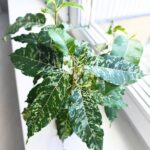 Ficus / Fikus Snowstorm r.M - obrazek 5