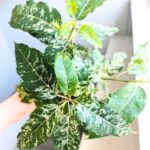 Ficus / Fikus Snowstorm r.M - obrazek 4