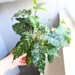 Ficus / Fikus Snowstorm r.M - obrazek 3