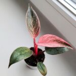 Filodendron / philodendron Bikini Pink - obrazek 16
