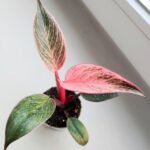 Filodendron / philodendron Bikini Pink