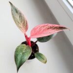 Filodendron / philodendron Bikini Pink - obrazek 13