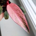 Filodendron / philodendron Bikini Pink - obrazek 14