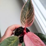 Filodendron / philodendron Bikini Pink - obrazek 15