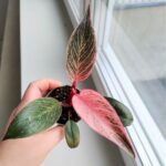 Filodendron / philodendron Bikini Pink - obrazek 11