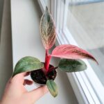 Filodendron / philodendron Bikini Pink - obrazek 10