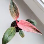 Filodendron / philodendron Bikini Pink - obrazek 9