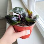 Geogenanthus ciliatus MIDNIGHT PEARL - obrazek 8