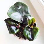 Geogenanthus ciliatus MIDNIGHT PEARL - obrazek 2