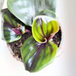 Geogenanthus ciliatus MIDNIGHT PEARL - obrazek 9