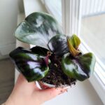 Geogenanthus ciliatus MIDNIGHT PEARL - obrazek 10