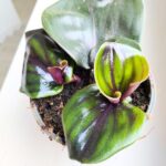 Geogenanthus ciliatus MIDNIGHT PEARL - obrazek 11