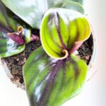 Geogenanthus ciliatus MIDNIGHT PEARL - obrazek 7