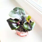 Geogenanthus ciliatus MIDNIGHT PEARL - obrazek 6