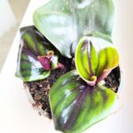 Geogenanthus ciliatus MIDNIGHT PEARL