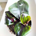 Geogenanthus ciliatus MIDNIGHT PEARL - obrazek 4