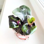 Geogenanthus ciliatus MIDNIGHT PEARL - obrazek 3